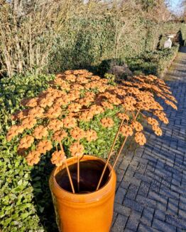 Set van 4 roest bloemen bereklauw op tuinsteker diameter 35 cm.